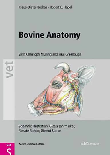 Image of - Bovine Anatomy | 2nd Edition | Hardcover