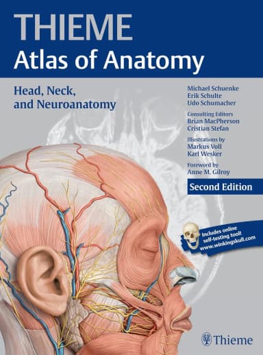 Image of - Thieme Atlas of Anatomy Head | Neck and Neuroanatomy | 2nd Edition | Paperback