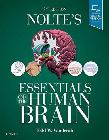 Image of - Nolte's Essentials of the Human Brain -2E