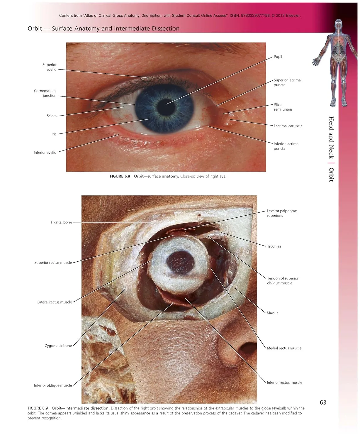 Atlas of Clinical Gross Anatomy | 2nd Edition | Paperback