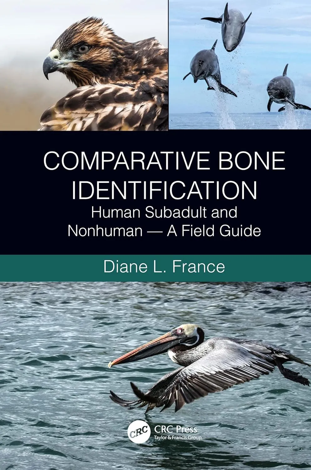 Comparative Bone Identification Human Subadult And Nonhuman A Field Guide | Paperback