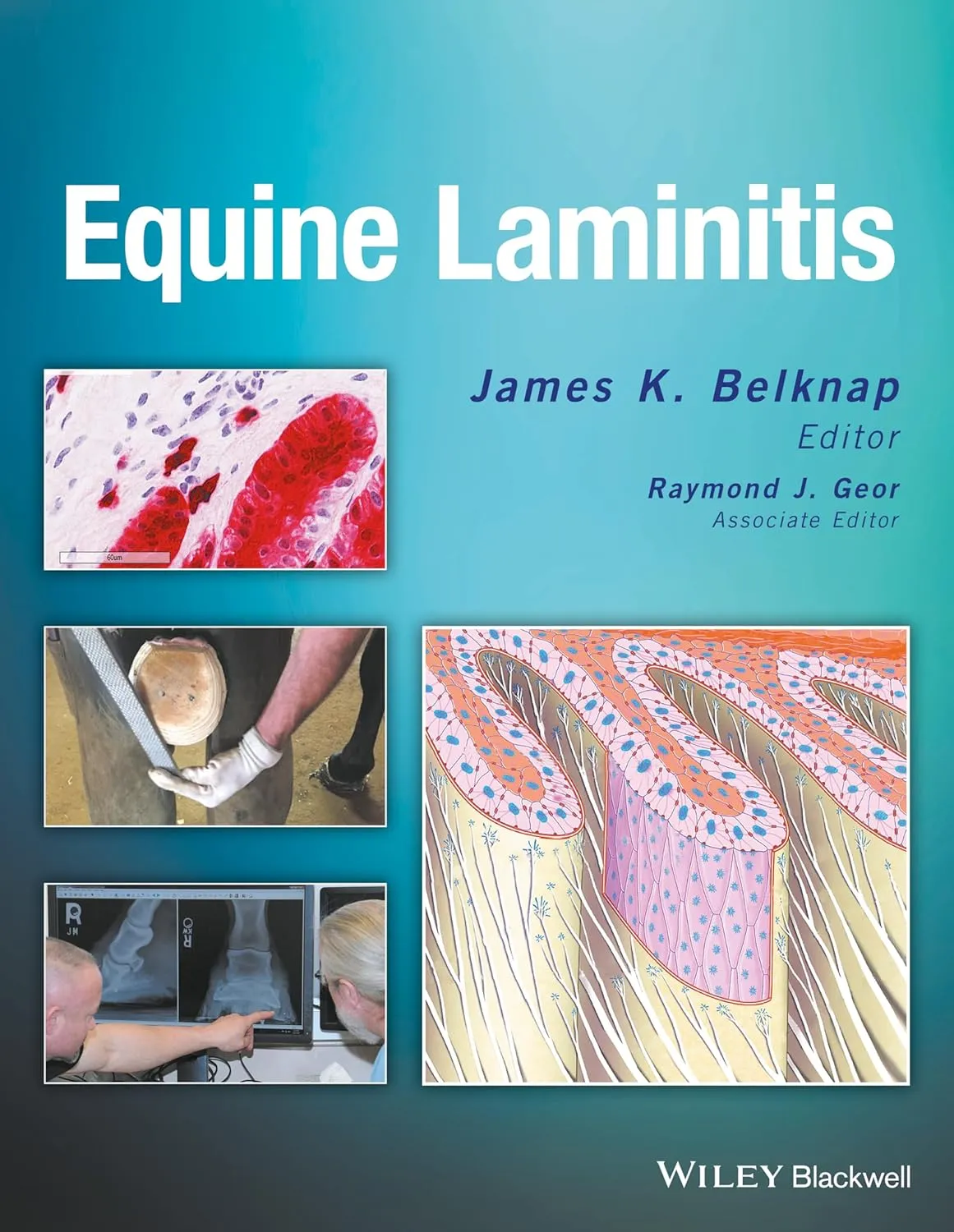 Equine Laminitis | Hardcover
