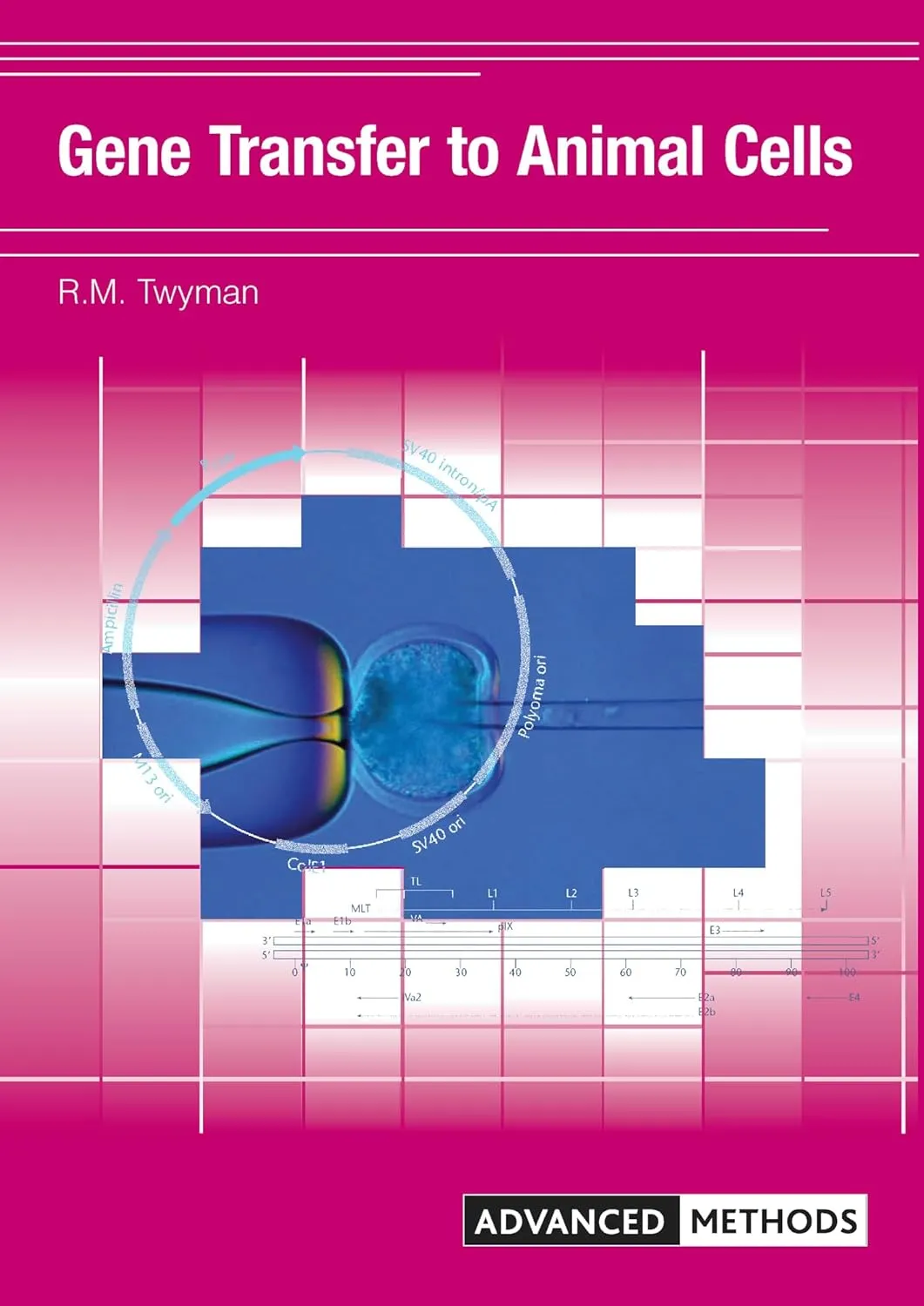 Gene Transfer to Animal Cells | Paperback