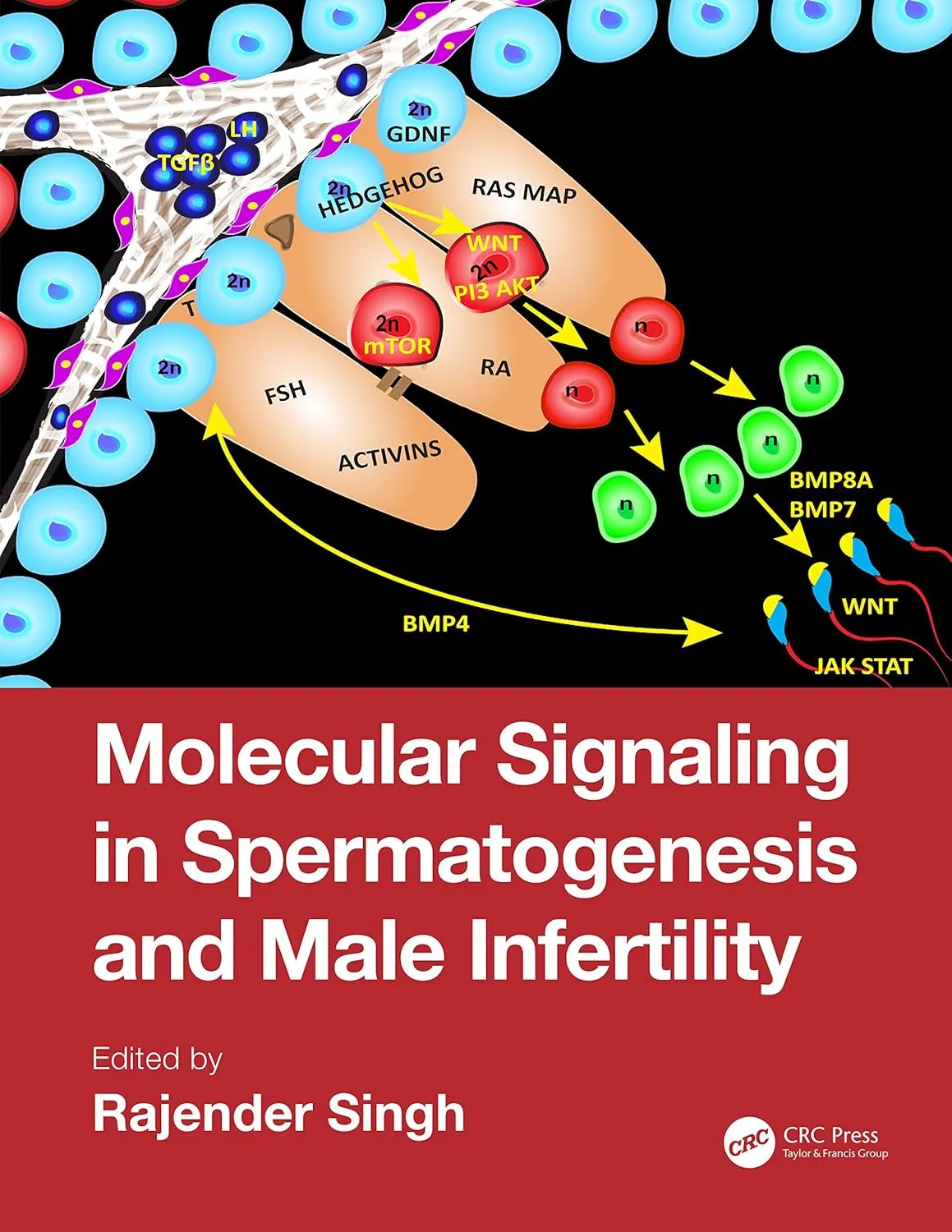 Molecular Signaling in Spermatogenesis and Male Infertility | Hardcover