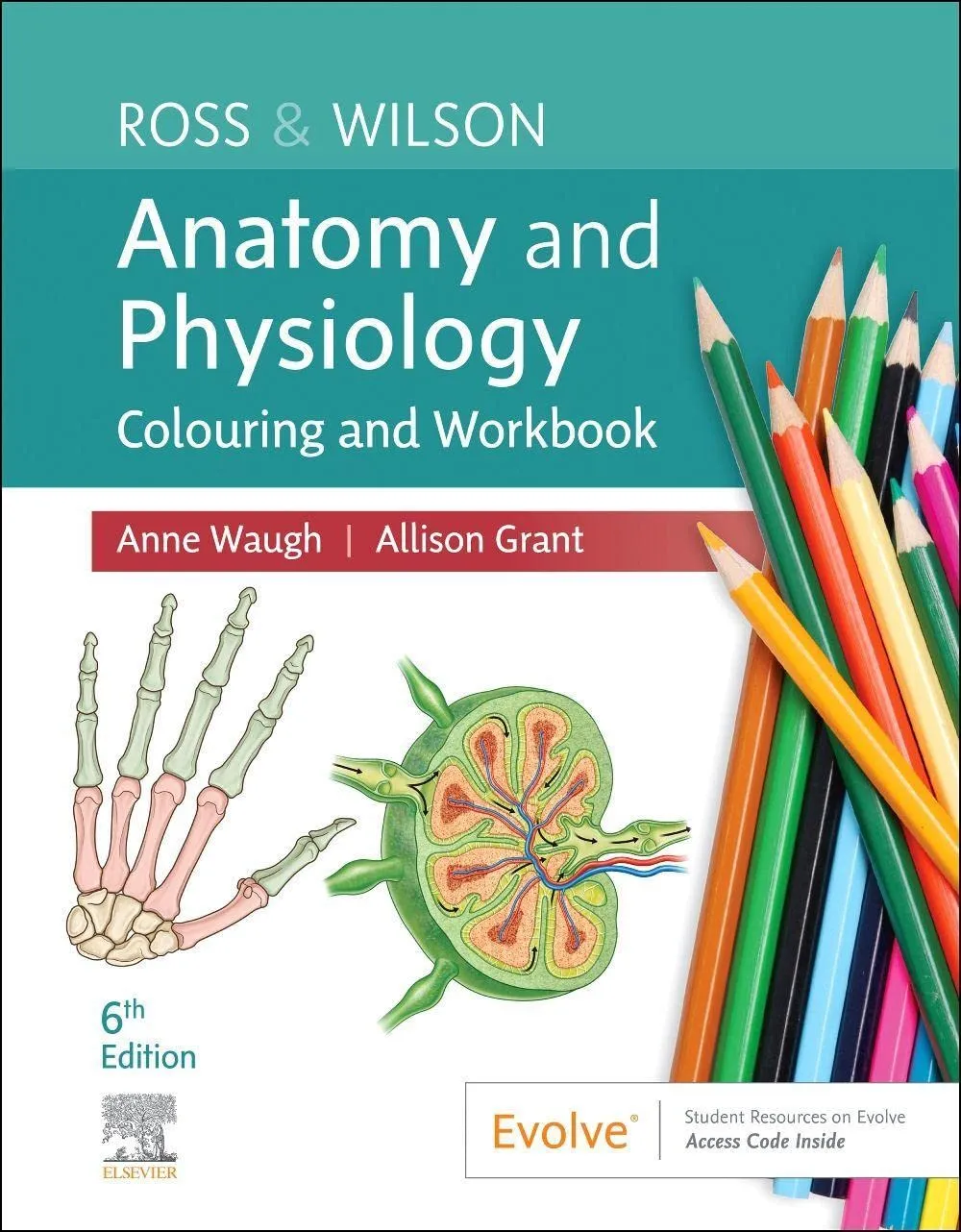 Ross And Wilson Anatomy And Physiology Colouring And Workbook With Access Code 6th Edition | Paperback