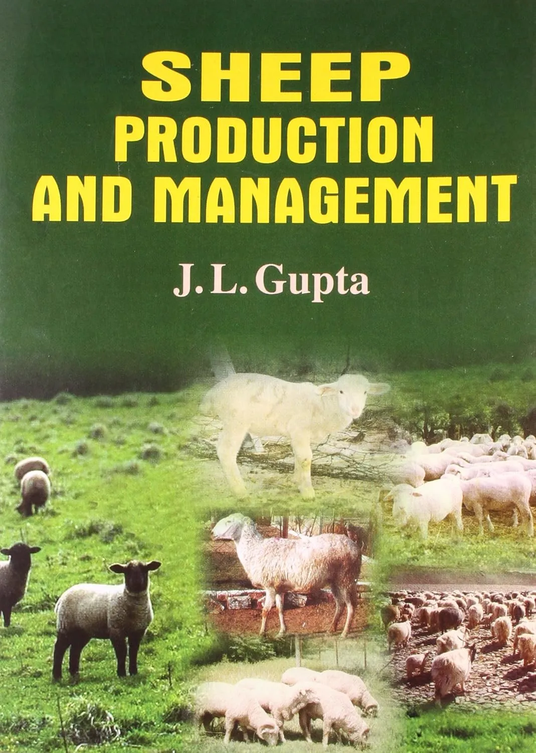 Sheep Production and Management | Paperback